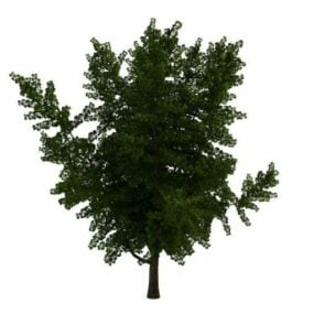 Zelený strom Ginkgo 3D model
