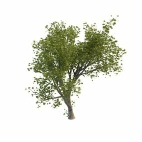 نموذج شجرة القيقب الخضراء ثلاثي الأبعاد