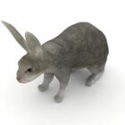 灰兔子动物