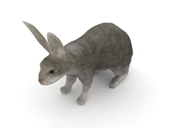 회색 토끼 동물