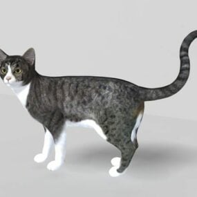 Grey Tabby Cat 3d model