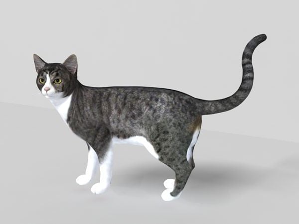 Grey Tabby Cat Free 3d Model .Max, .Vray Open3dModel 134361