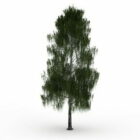 Grey Willow Tree