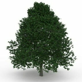 Rosnące drzewo cienia Model 3D
