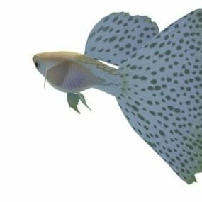 孔雀鱼动物3d模型