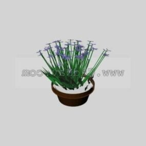 Gypsophila Paniculata Plant 3d model