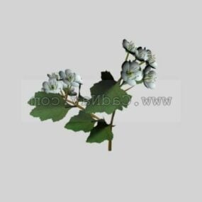 Hawthorn Leaf With Flower Plant 3d model