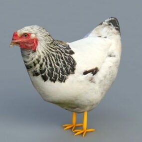 3D model slepice samice kuře