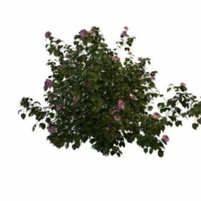 Hibiscus Plant 3d model