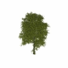 Τρισδιάστατο μοντέλο δέντρου με μεγάλη λεπτομέρεια