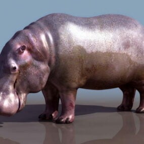 Model 3d Hippopotamus liar