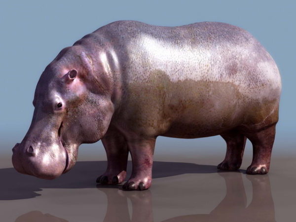 Hippopotamus liar