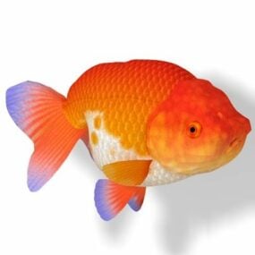 Fantazyjna złota rybka z kapturem Model 3D zwierzęcia