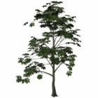 Horse-chestnut Tree