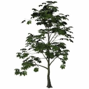 Horse-chestnut Tree 3d model