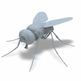 Modello 3d della mosca domestica