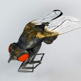 3d модель кімнатної мухи