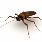 Household Roach Animal