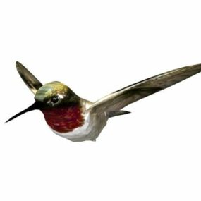 Animal Humbird 3d-modell