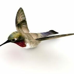 Hummingbird Animal 3d malli