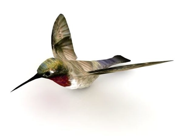 Kolibri-Tier