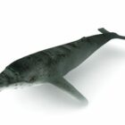 Animal baleine à bosse