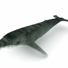 Mô hình 3d động vật cá voi lưng gù