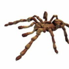 Huntsman Spider -eläin