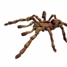 Modello 3d dell'animale ragno cacciatore