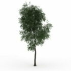 Hybridpoplarträd