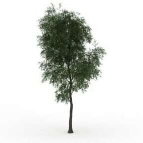 Modelo 3d de árvore de choupo híbrida