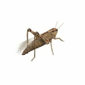 Grasshopper Filed Animal 3d model