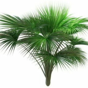 Indian Ocean Fan Palm Tree 3d model