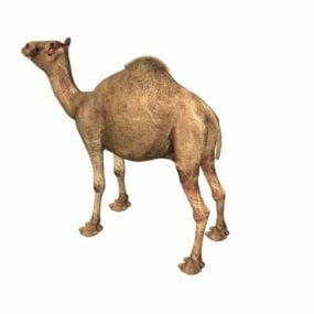 Modello 3d animale cammello indiano
