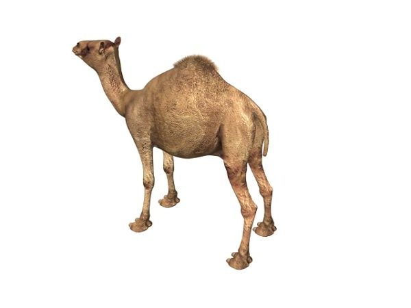 Animal Camello Indio