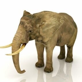 نموذج حيوان الفيل الهندي ثلاثي الأبعاد