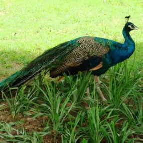Indian Peafowl Animal 3d model