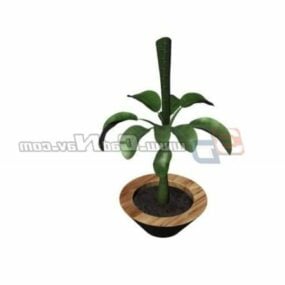 צמח מקורה Bonsai Plant דגם תלת מימד