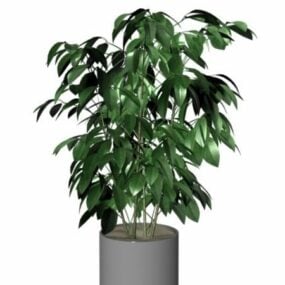 Kapalı Saksı Ficus Ağacı 3d modeli