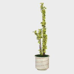 Indoor Potted Yucca Tree 3d model