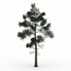 Jack Pine Tree