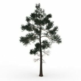 Múnla Jack Pine Tree 3D saor in aisce