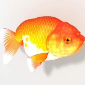 יפן Ranchu Goldfish דגם תלת מימד