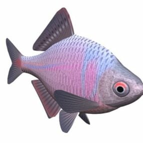 Japanese Bitterling Fish Animal 3d model