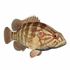 Modello 3d animale pesce persico giapponese