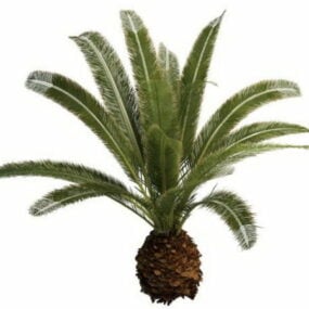 Japansk Sago Palm Tree 3d-modell