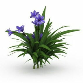 Kaffir Lily Plant 3d-model