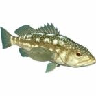 Varech Bass Poisson Animal