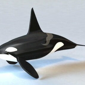 Killer Whale Animal 3d model
