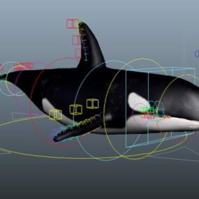 Killer Whale Rig 3d model